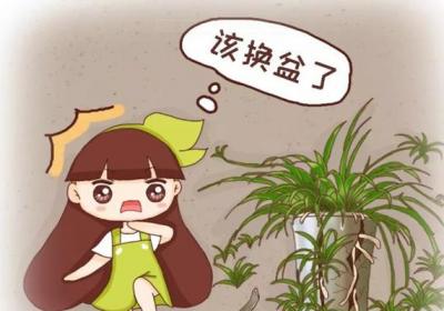这4种花最“败家”,一年能吃5斤土,胖的都要养不起了！