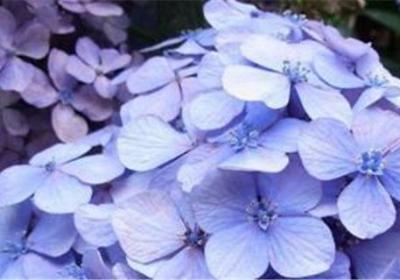 绣球鲜切花怎么养