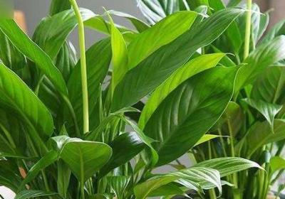 家庭室内植物怎么养