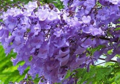 蓝花楹春天怎么养
