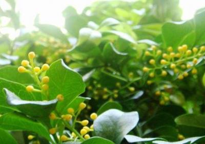 米兰花春季怎么养