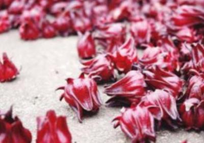 洛神花春天怎么养