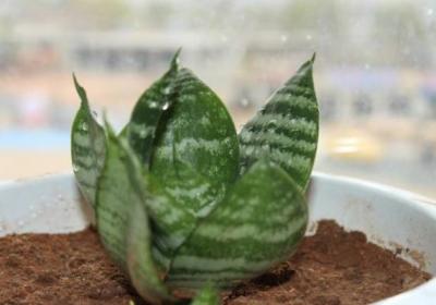 这几样好东西可是养花“宝贝”,给虎皮兰用上,猛发芽拦不住！