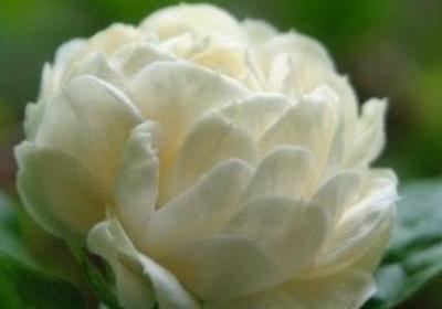 虎头茉莉怎么养
