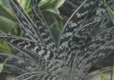 翠花掌的养殖方法