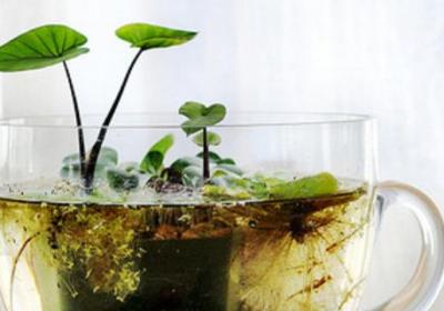 水生植物怎么养