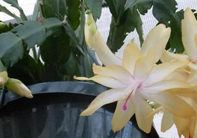蟹爪兰花期养护