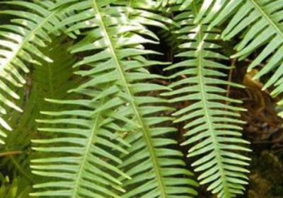 蕨类植物夏天怎么养