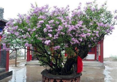 养花就用“它们”,抓一把扔土里,开出100朵花骨朵