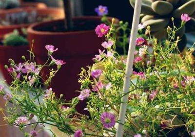 栀子花冬天养,用这“2招”,不黄叶干枯,来年花苞蹿！