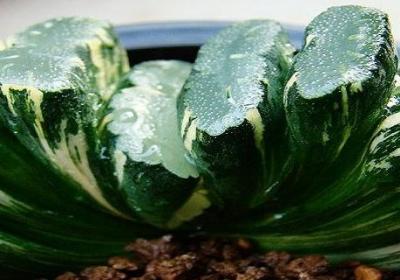 多肉植物玉扇怎么养