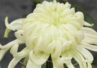菊花的养殖方法和注意事项