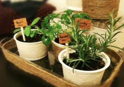 冬天冷飕飕,浇水不注意这3点,植物黄叶、烂根给你看！