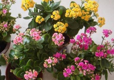 “长寿花”烂根怎么办？“咔嚓”剪1刀,重新插土里就能活