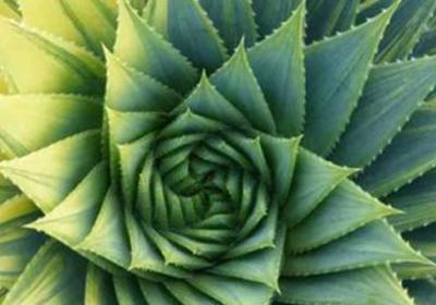 多叶芦荟的养殖方法和注意事项