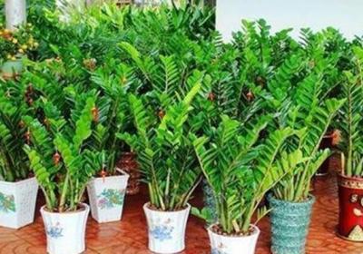这4种“植物”,常见又好养,1片叶片插土里,30天成盆栽