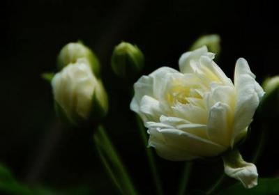 木香花什么时候开