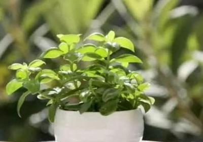 这4种漂亮花养家里,浇点水呼呼长,都能养10年！