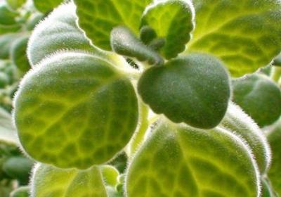碰碰香植物怎么养