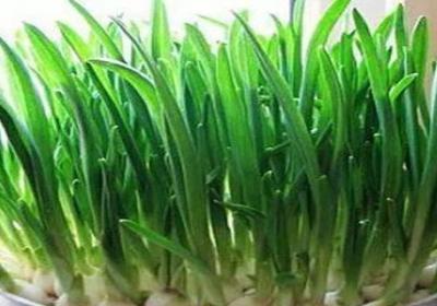 大蒜发芽怎么水培
