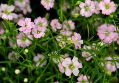 满天星适合什么季节种