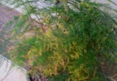 这4种“好物”来养花,兑点水浇盆里,富贵竹、文竹不黄叶