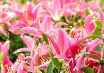 百合花什么时候种