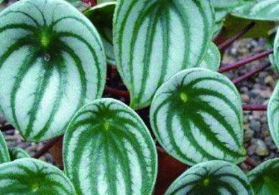 钻石翡翠植物怎样浇水