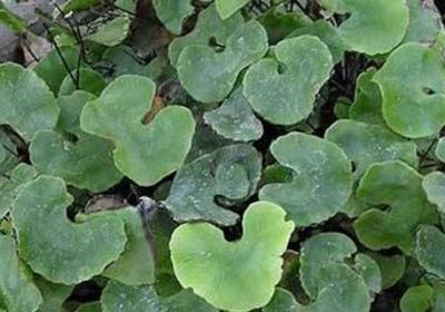 吸水石上种什么植物