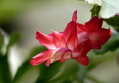 冬天给这2种花做个“小动作”,过年刚好开花,喜气洋洋过大年！