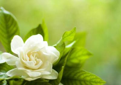 茉莉花冬天养,盆里放几粒小东西,保暖效果好,来年嫩叶冒不停！
