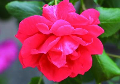 月季花冬天开花吗