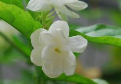 茉莉花什么季节开花