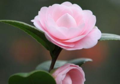 山茶花什么季节开花