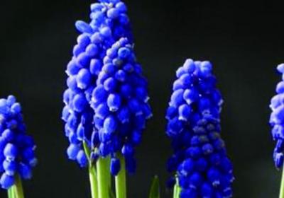 葡萄风信子几月开花,花期怎么管理