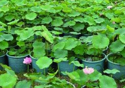 水荷花的养殖方法