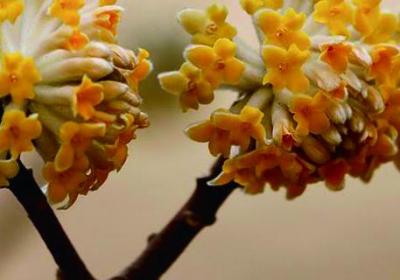 结香花什么时候开花