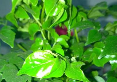 幸福树如何让茎变粗