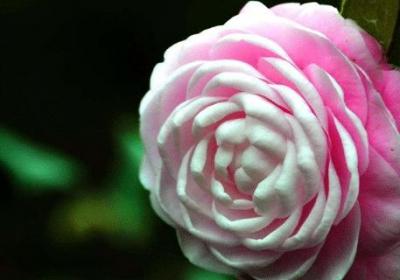 茶花如何养