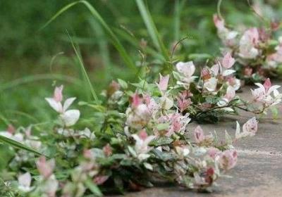 花叶络石怎么养叶子才好看
