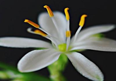 怎么养才能让吊兰开花