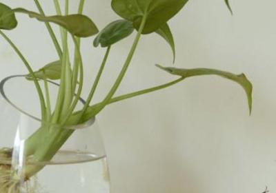 水培植物怎么养