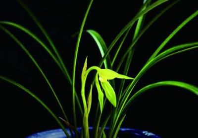兰花的种植方法和技巧