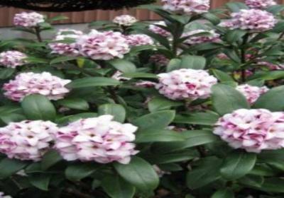 瑞香花要怎么养