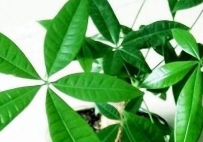 常见的氮肥有哪些,适合哪些植物