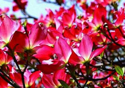 四照花如何养殖