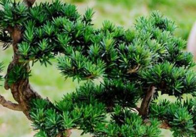 怎样种植罗汉松养殖方法和注意事项