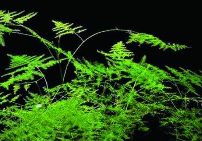 文竹什么季节可以修剪,秋季可以吗