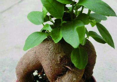 人参榕如何修剪季节、造型方法