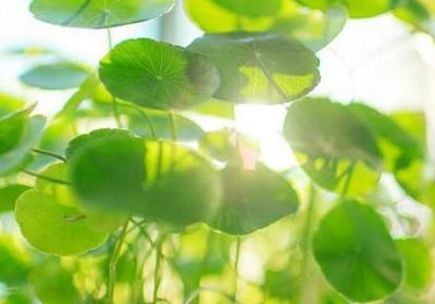 铜钱草能吸甲醛吗,放哪里招财